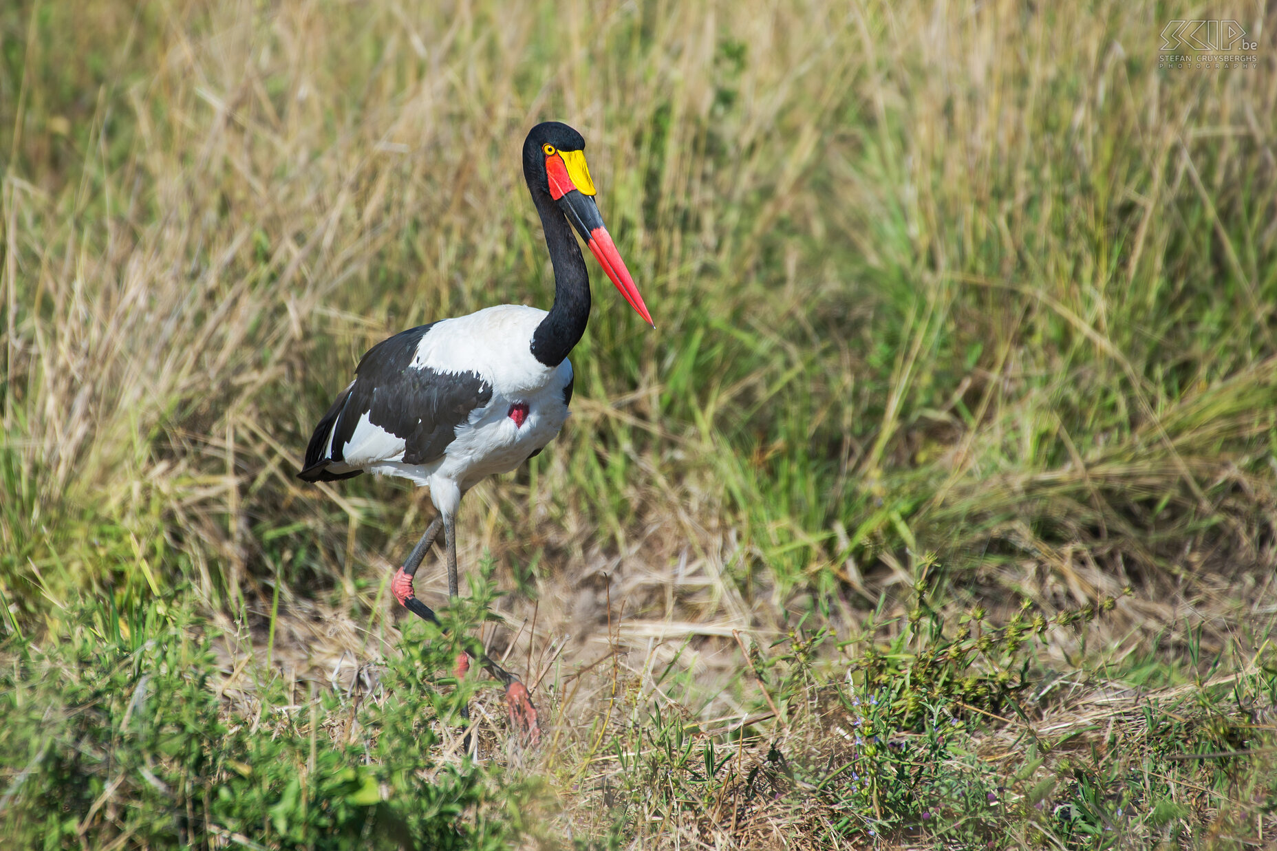 South Luangwa - Saddle-billed stork saddle-billed stork (Ephippiorhynchus senegalensis) Stefan Cruysberghs